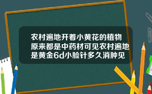 农村遍地开着小黄花的植物原来都是中药材可见农村遍地是黄金6d小脸针多久消肿见效