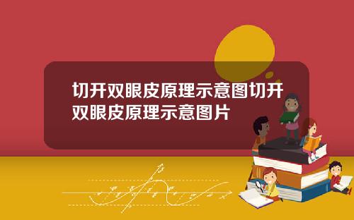 切开双眼皮原理示意图切开双眼皮原理示意图片