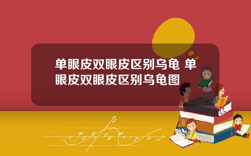 单眼皮双眼皮区别乌龟 单眼皮双眼皮区别乌龟图